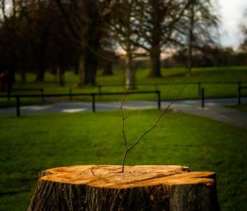 Stubbfräsning Alingsås