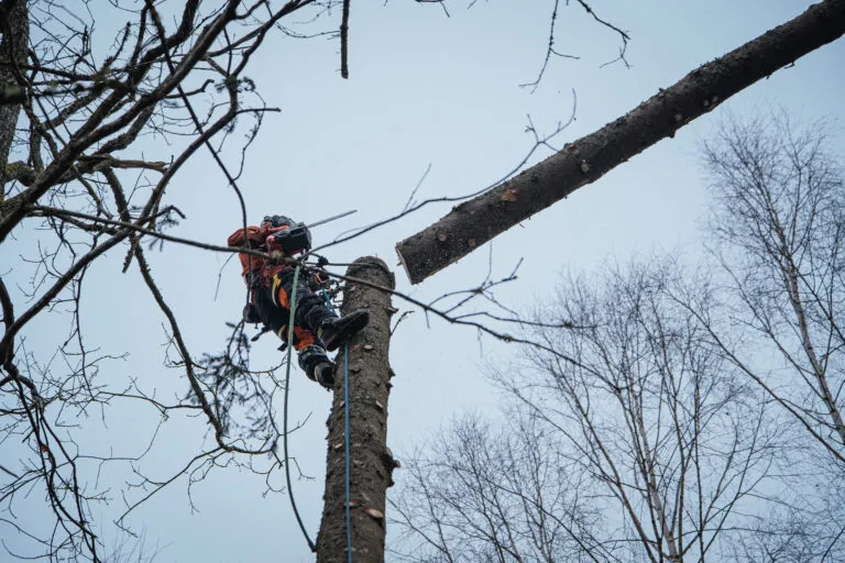 Stubbfräsning Alingsås